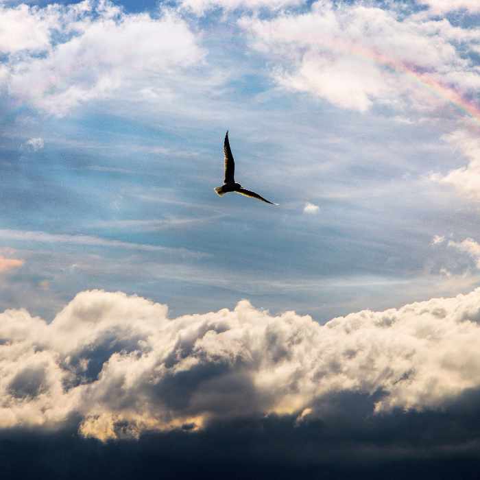 Möwe vor Wolken